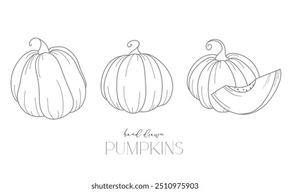 Kürbisskontur einzeln auf Weiß. Kürbisse Linie Kunst Illustration. Herbstkürbisse handgezeichnet. Herbstfärbeseite. Thanksgiving-Grafiken