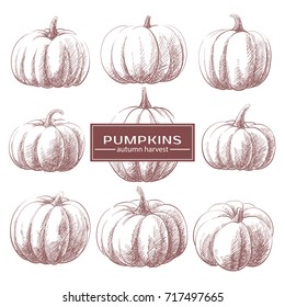 Pumpkins painted in brown pencil on white background