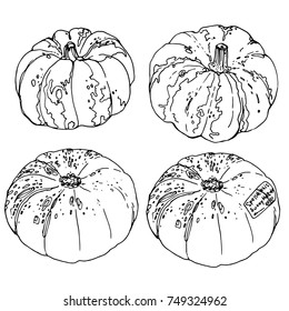 Pumpkins painted lines on a white background. Sketch of autumn vegetables. Drawing of food.