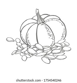 Semillas de calabazas, dibujo de vectores de superalimentos. Ilustración aislada a mano sobre fondo blanco. Alimentos orgánicos saludables. Ideal para banner, afiche, etiqueta, signo