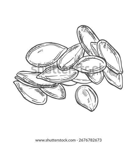 Pumpkins seeds vector superfood drawing. Isolated hand drawn illustration on white background. Organic healthy food. Great for banner, poster, label, sign