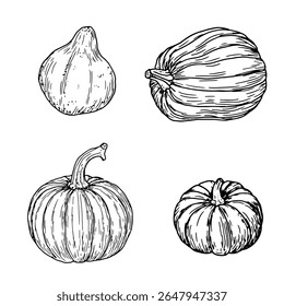 Abóboras, set, esboço preto e branco. Ilustração vetorial. Um elemento decorativo tradicional para o Halloween, isolado em um fundo branco. Abóboras para o Dia de Ação de Graças, desenhando em um estilo simples.