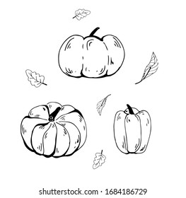 Pumpkins set. Hortalizas dibujadas a mano sobre fondo blanco. Ilustración de esbozo del vector.