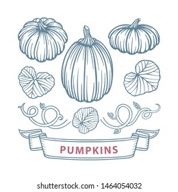 Pumpkins set. Hand drawn vintage style different pumpkins vector illustrations set. Engraving pumpkins autumn harvest. Retro pumpkin sketch.  Part of set.