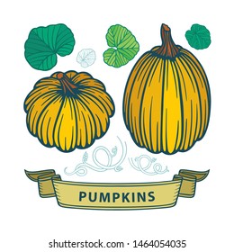 Pumpkins set. Hand drawn vintage style different pumpkins vector illustrations set. Engraving pumpkins autumn harvest. Retro pumpkin sketch.  Part of set.