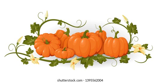 Pumpkins. Set orange vegetable pumpkins. Isolated vegetable, leaves, flower. Template   invitations, congratulations, happy Thanksgiving, harvest festival, autumn poster design. Vector illustration
