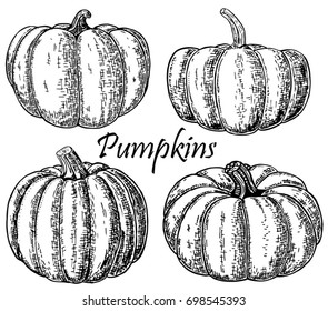 Pumpkins Set. Vector Hand Drawn Vintage Set Illustration Of Pumpkin. Engraving Autumn. Harvest For Cooking.