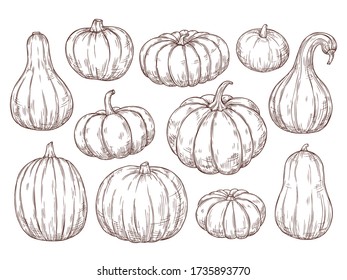 Pumpkins sketch set. Vector hand drawn engraving collection. Autumn Season, Harvesting, Halloween, Thanksgiving. 