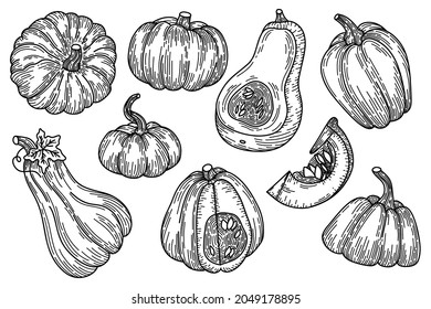 Pumpkins sketch vector illustration. Autumn harvest vegetables engraving collection for Halloween and Thanksgiving design. Hand drawn agriculture and farm isolated elements set.