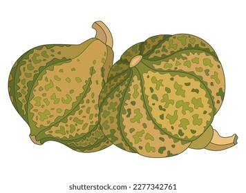 Kürbis gesichtet, mit Schnitten - Vektorvollfarbigem Bild. Kürbis mit Flecken - Herbstobst, gesunde Lebensmittel