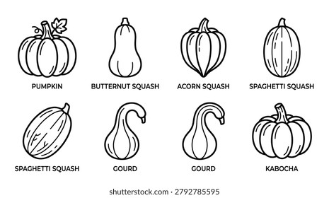 Pumpkins and squash illustration in black and white line art of different shapes and sizes for fall harvest or Thanksgiving design projects