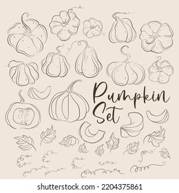 Pumpkins, squash and leaves vector symbols illustrations.  Fall harvest gourds. Realistic hand-drawn vector illustration set isolated. Collection of line drawing pumpkins whole, slice and halves.