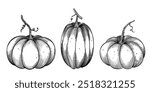 Pumpkins vector illustration. Linear drawing with gourds on isolated background. Black etching of autumn vegetables for harvest festival or thanksgiving invitations or greeting cards.