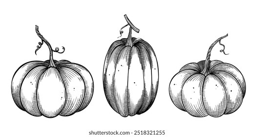 Ilustración vectorial de calabazas. Dibujo lineal con calabazas sobre fondo aislado. Grabado negro de verduras de otoño para el festival de la cosecha o invitaciones de acción de gracias o tarjetas de felicitación.