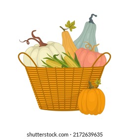 Pumpkins, zucchini and corn are placed in a large basket. Harvest on an organic farm. Isolated on white.