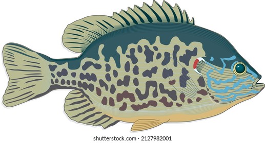 Pumpkinseed Fish Lepomis Gibbosus North American Freshwater Specie Perch Common Sunfish Punkie Sunny Kivver Aquatic Animal vector Isolated