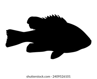 Pumpkinseed Fish silhouette vector art white background