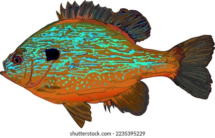 Kürbiskernische Fische, Sonnenfische, Brotfische