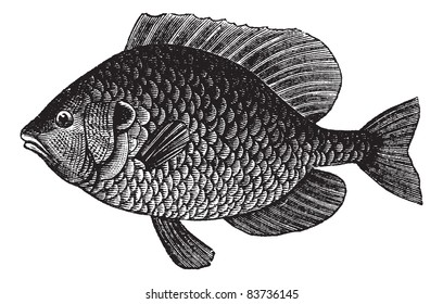 Pumpkinseed Sunfish or Lepomis gibbosus, vintage engraved illustration. Trousset encyclopedia (1886 - 1891).