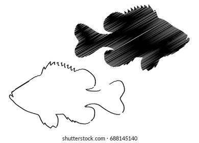 Pumpkinseed Sunfish silhouette vector, (Lepomis gibbosus), 
