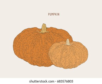pumpkins.Vector paint hand drawn picture in cartoon style. Stock illustration.