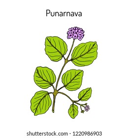 Punarnava (Boerhavia Diffusa), or red spiderling, spreading hogweed, tarvine, medicinal plant. Hand drawn botanical vector illustration