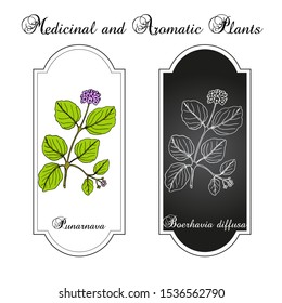 Punarnava (Boerhavia Diffusa), or red spiderling, spreading hogweed, tarvine, medicinal plant. Hand drawn botanical vector illustration