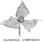 A punctured cotton square from a boll-weevil and flaring of bracts. The boll weevil (Anthonomus grandis) is a beetle which feeds on cotton buds and flowers, from early spring through midsummer,
