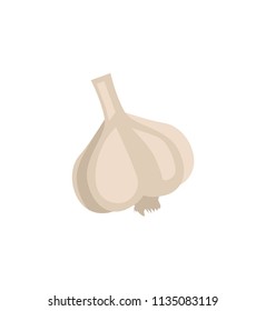 Pungent garlic plant with burning taste as spicery meal or dish seasoning. Uncut herb bulb flat vector depiction for culinary material illustration.