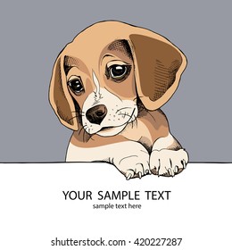 Pup Beagle portrait. Vector illustration.