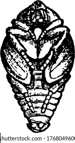 Pupa of Allorhina nitida species, vintage line drawing or engraving illustration.