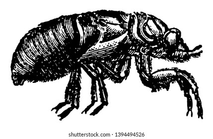 Pupa Of The Cicada Of Insects In The Order Hemiptera Vintage Line Drawing Or Engraving Illustration.