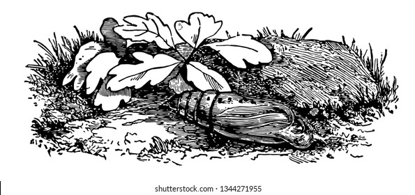 Pupa von Humming Vogel Hawk Motte, wo die Haut ist so dünn und transparent, dass man folgen Vintage-Linie Zeichnung oder Gravur Illustration.