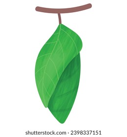 Pupa, life cycle of a butterfly.





