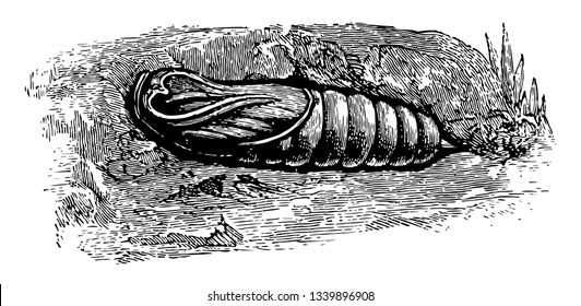 Pupa de Moth de Halcón Privado que los colores hacen que el dibujo de línea vintage o la ilustración de grabado sean poco claros.