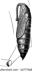 The pupa stage of the southern tobacco worm with an oval-shaped body that tapers towards the end and has a distinct case covering the anterior segments, vintage line drawing or engraving illustration.