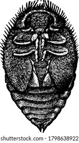Pupa of Vedalia Lady Beetle, vintage line drawing or engraving illustration.