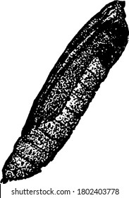 The pupa of the Webworm, Loxostege similalis species, with segments, spots and mottled markings on in its body, vintage line drawing or engraving illustration.