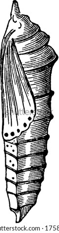 The pupae of different groups of insects have different names such as chrysalis for the pupae of butterflies enclosed in other structures such as cocoons, nests, or shells, vintage line drawing.