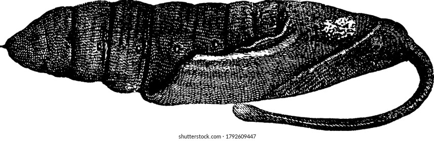 The pupal stage of the moth, Protoparce celeus species, they get its name, potato hawk-moth, as its use of potatoes as host plants, vintage line drawing or engraving illustration.