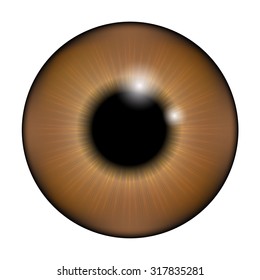 The pupil of the eye, eye ball. Realistic vector illustration isolated on white background.