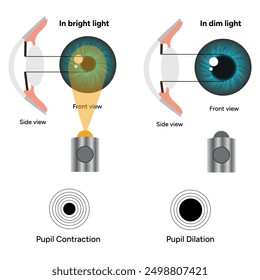 Pupil size in different lighting, Dilated pupil
and Undilated pupil  with Eye anatomy ophthalmology diagram 