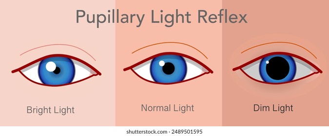 Pupillary light reflex eye, photopupillary. Big pupil dim bright light, small iris. Controls the diameter of the pupil when it is exposed to varying intensities of light. Vector illustration