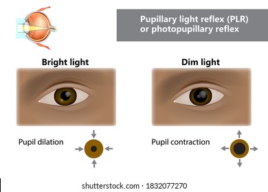 normal pupil size resting and with light