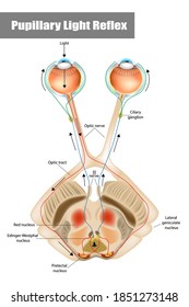 Pupillary light reflex (PLR) or photopupillary reflex. Schematic drawing of the pupillary light reflex pathway.