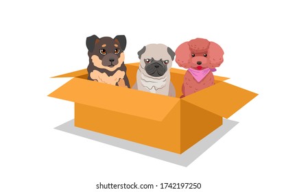 Puppies in a box. German shepherd, pug, poodle. Isolated vector drawing on a white background. Fluffy surprise.