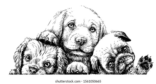 Puppies. Cavalier King Charles Spaniel, Labrador and Pug sketch wall sticker on a white background.