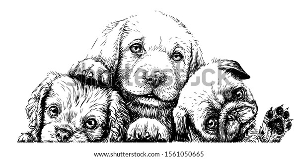 Puppies. Cavalier King Charles Spaniel, Labrador and Pug sketch wall sticker on a white background.