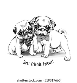 Puppies Pugs in a striped tie. Vector black and white illustration.