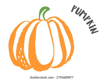 Pu,ppkin drawing hand painted with ink brush isolated on white background. Vector illustration